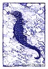 Sea Horse